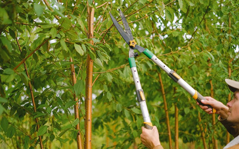 Tree trimming in Montello, WI